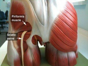 muscle Piriformis